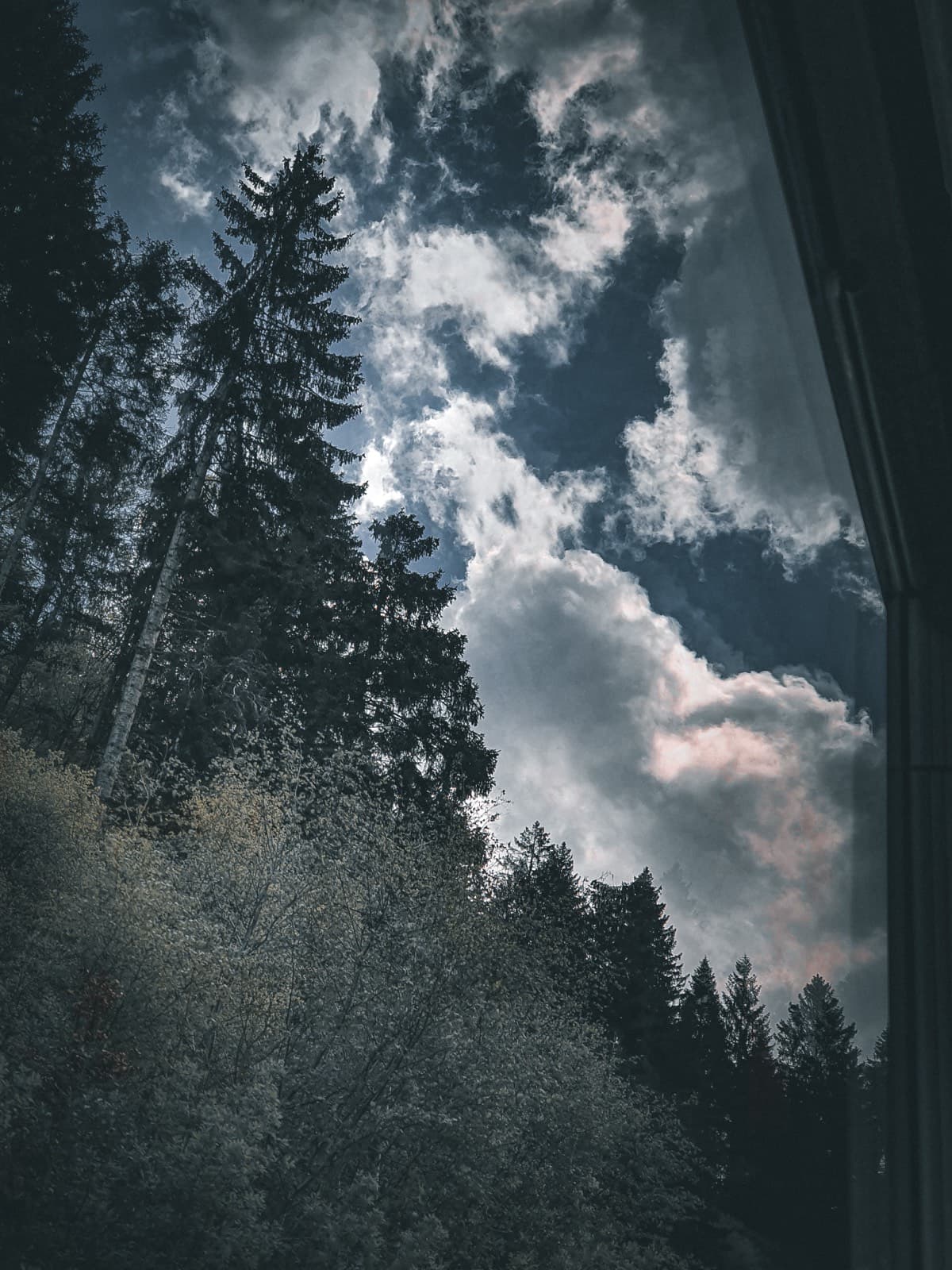 Tall evergreen trees against a dramatic cloudy sky