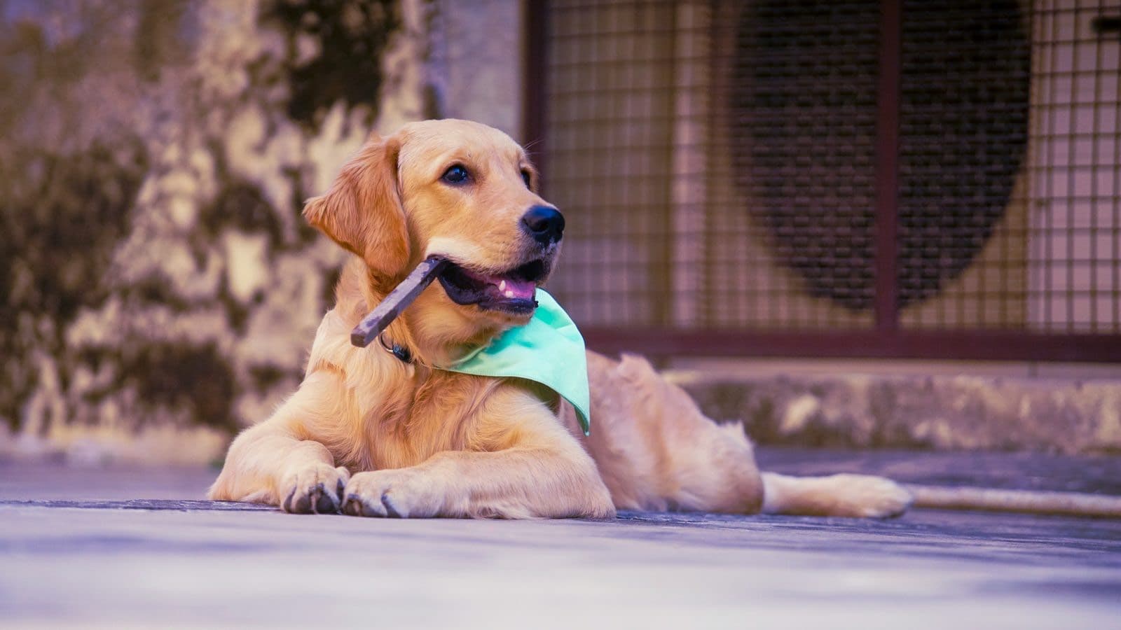 Golden retriever puppy wearing a mint-green bandana with a stick