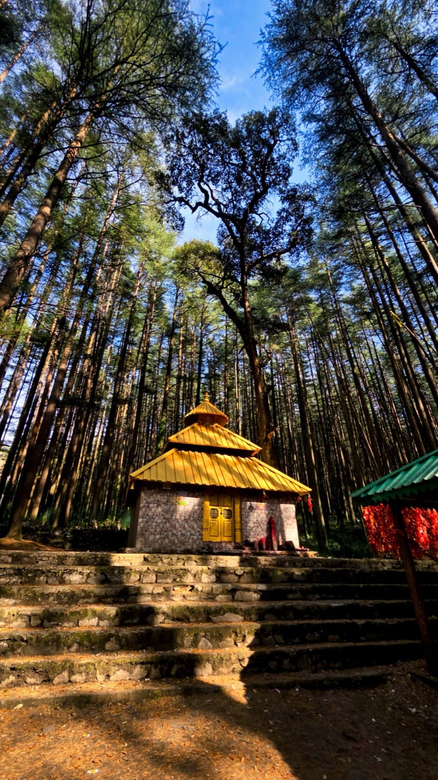 Small stone temple with golden roof on mossy steps in a pine forest