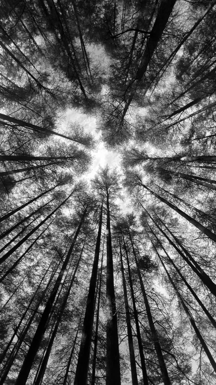 Low-angle black-and-white view of tall slender trees reaching toward sky